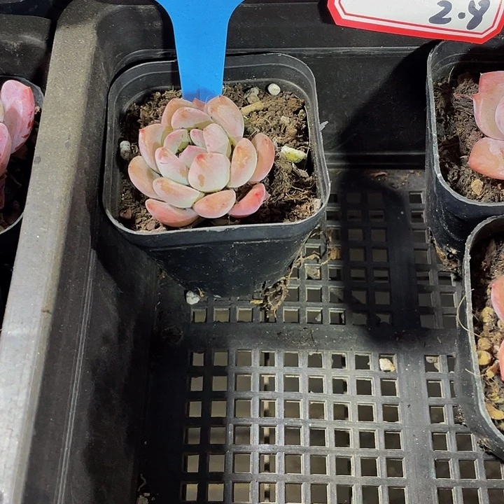 ?**米全明星2.8带盆土发