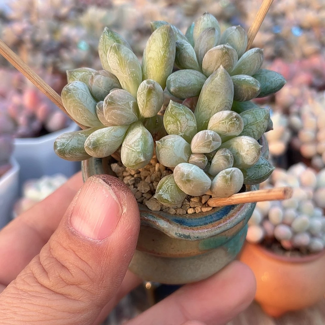 带盆发 咖啡豆 4口盆