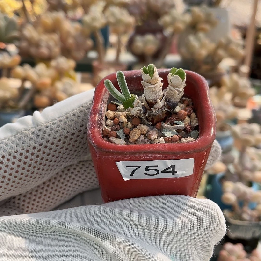 多肉植物的生长发育