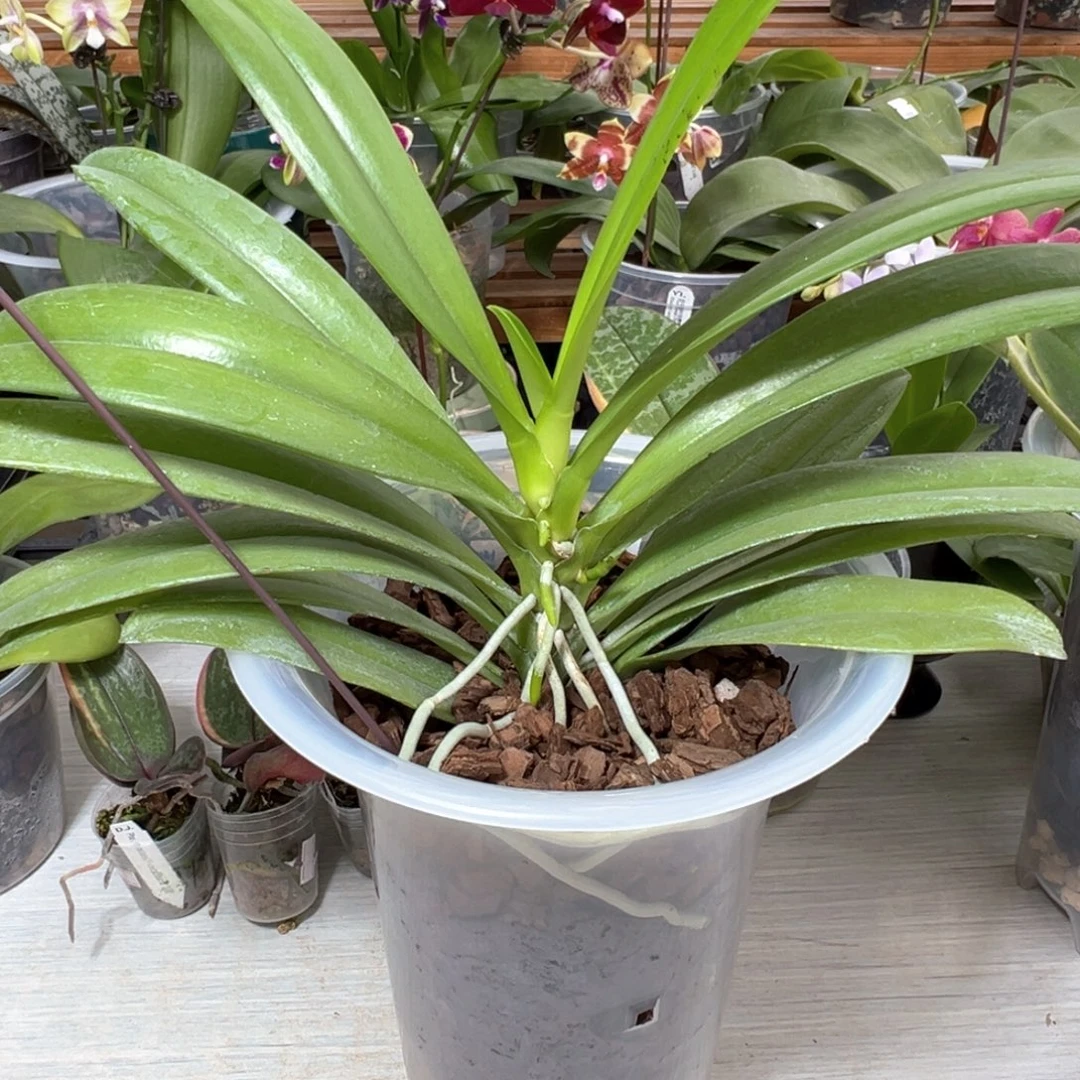 西***装当前无花栽培后可以开花黑豹