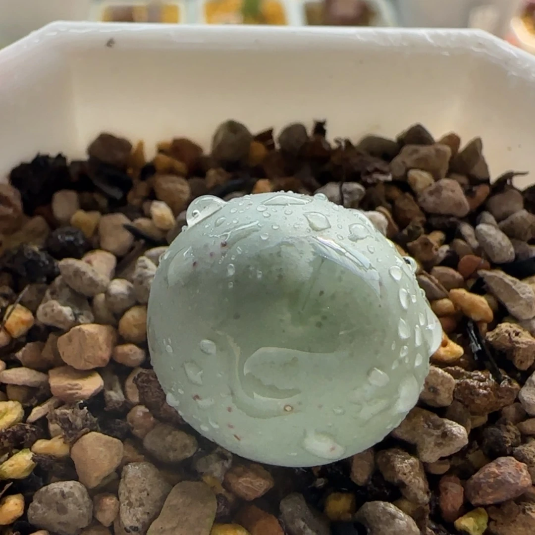 【闪购商品】0927小拳拳