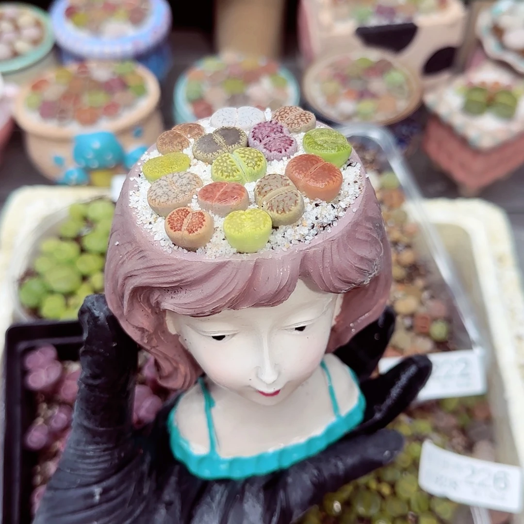 生石花满18包邮0928-234