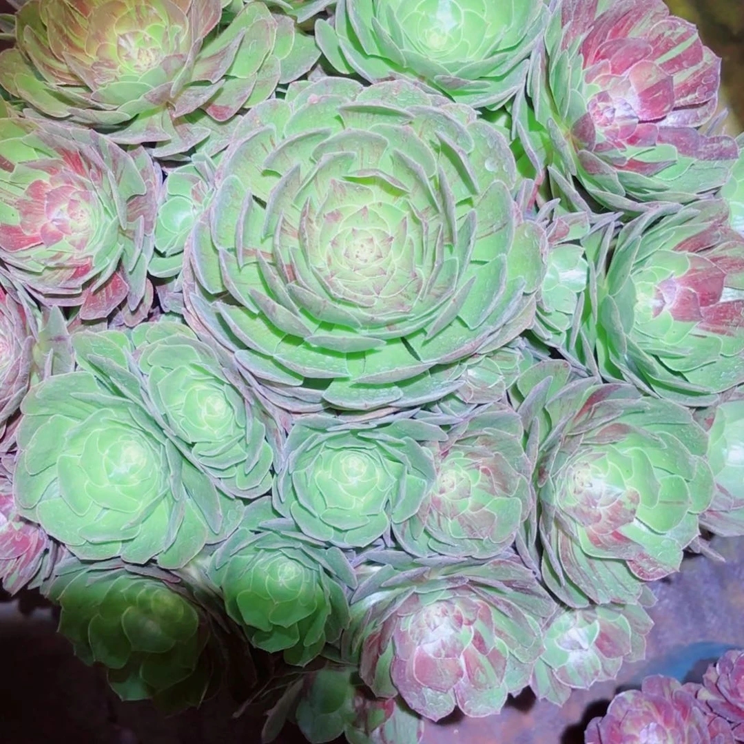 花***肉云南多肉植物花月夜