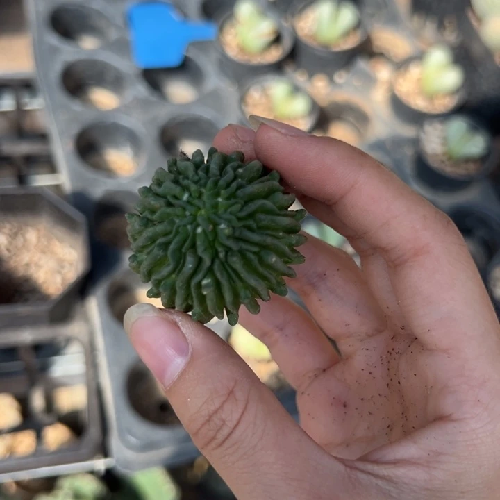 ω***…          恭喜发财。