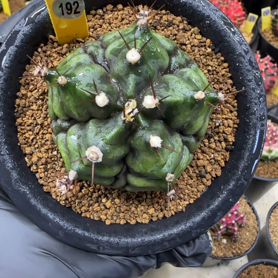 192号泰系实生五棱副棱