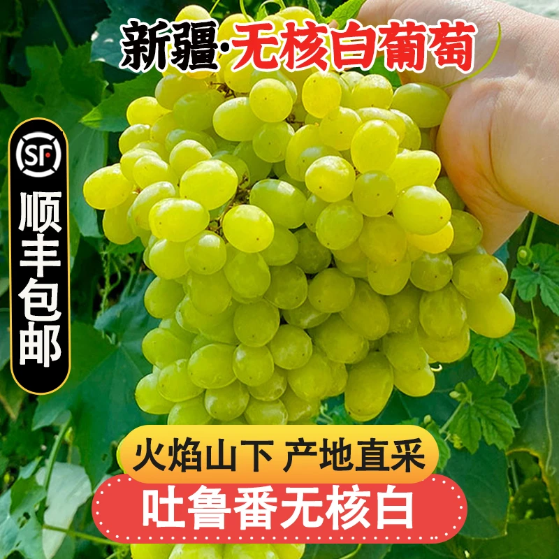 5斤更划算【顺丰包邮】LL新疆吐鲁番火焰山无核白蜜蜂葡萄水果半斤