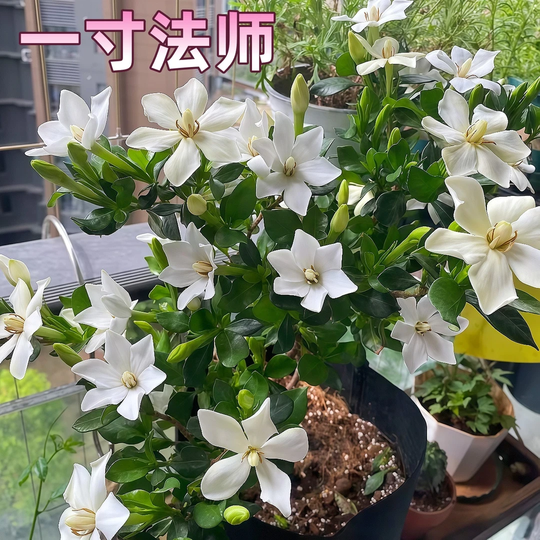 【一寸法师】贵货栀子花盆栽浓香多季花好养净化空气花卉绿植