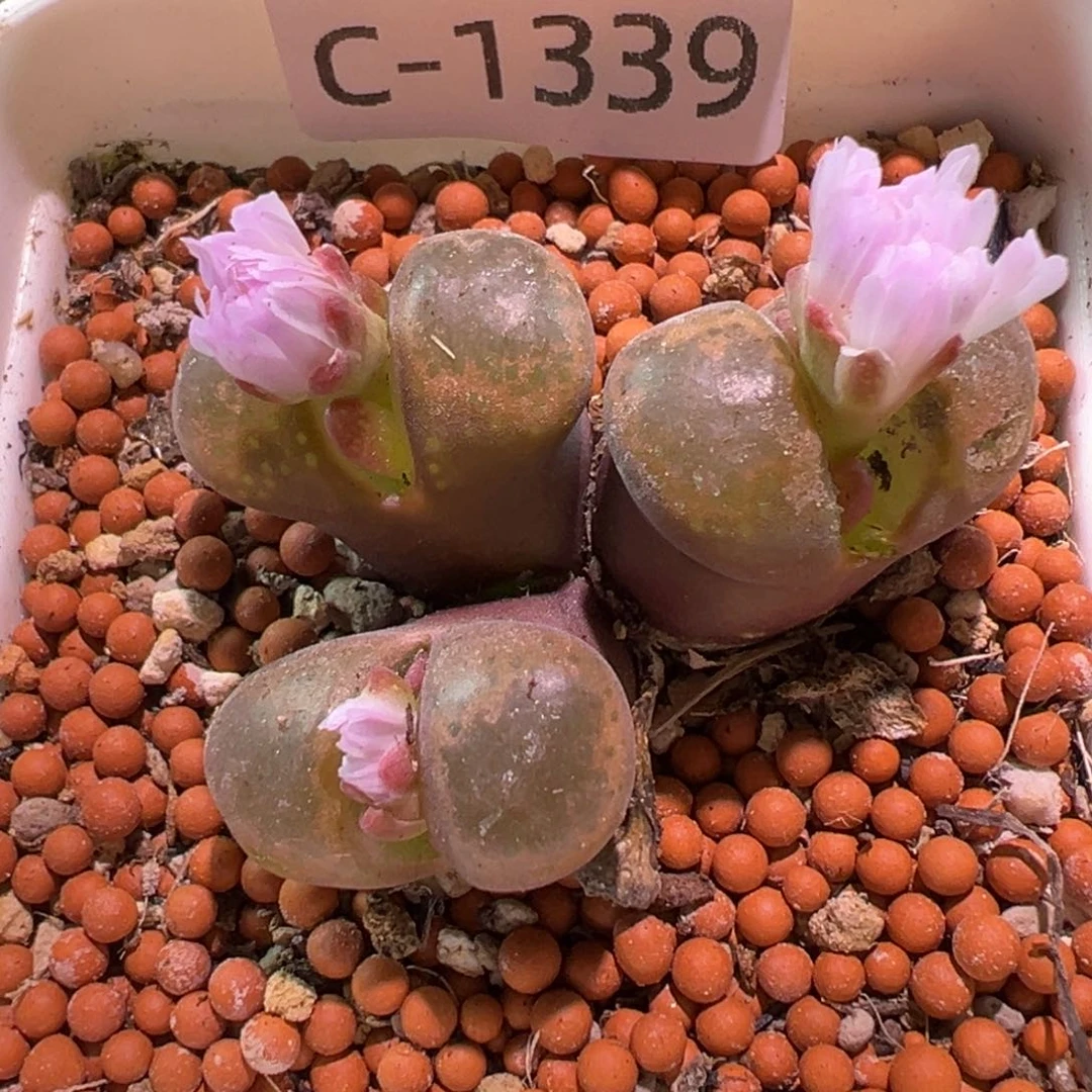 多肉植物1111111111111