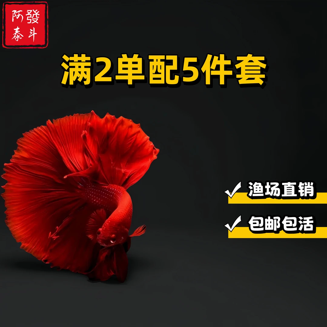 A26精品泰国小型热带淡水观赏斗鱼 好养耐活包邮包活不包损