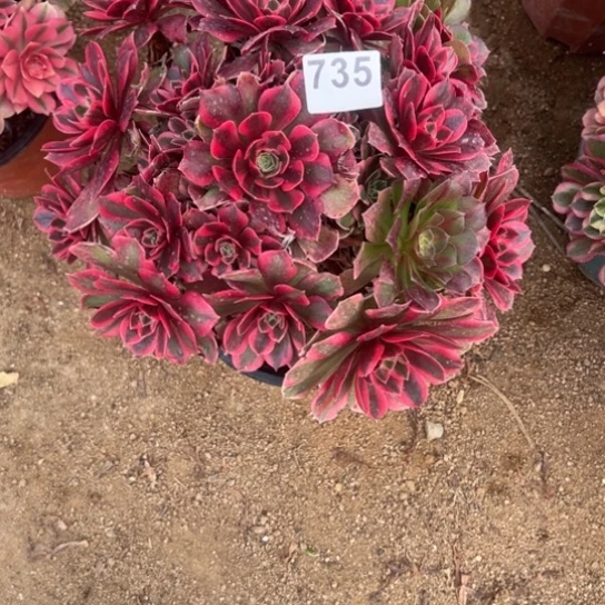 s***u735，女妖多肉植物花花