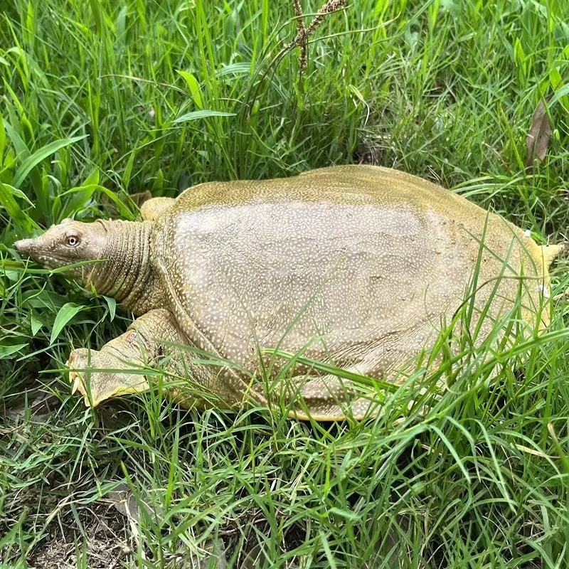 苏北水库大外塘混养老甲鱼吃鱼虾鲜活公甲鱼改价专用