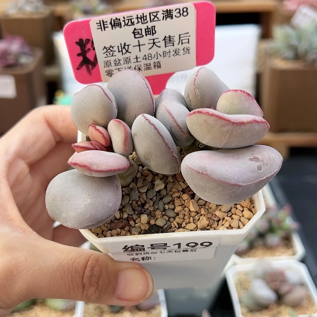 199白肌红蛋多肉