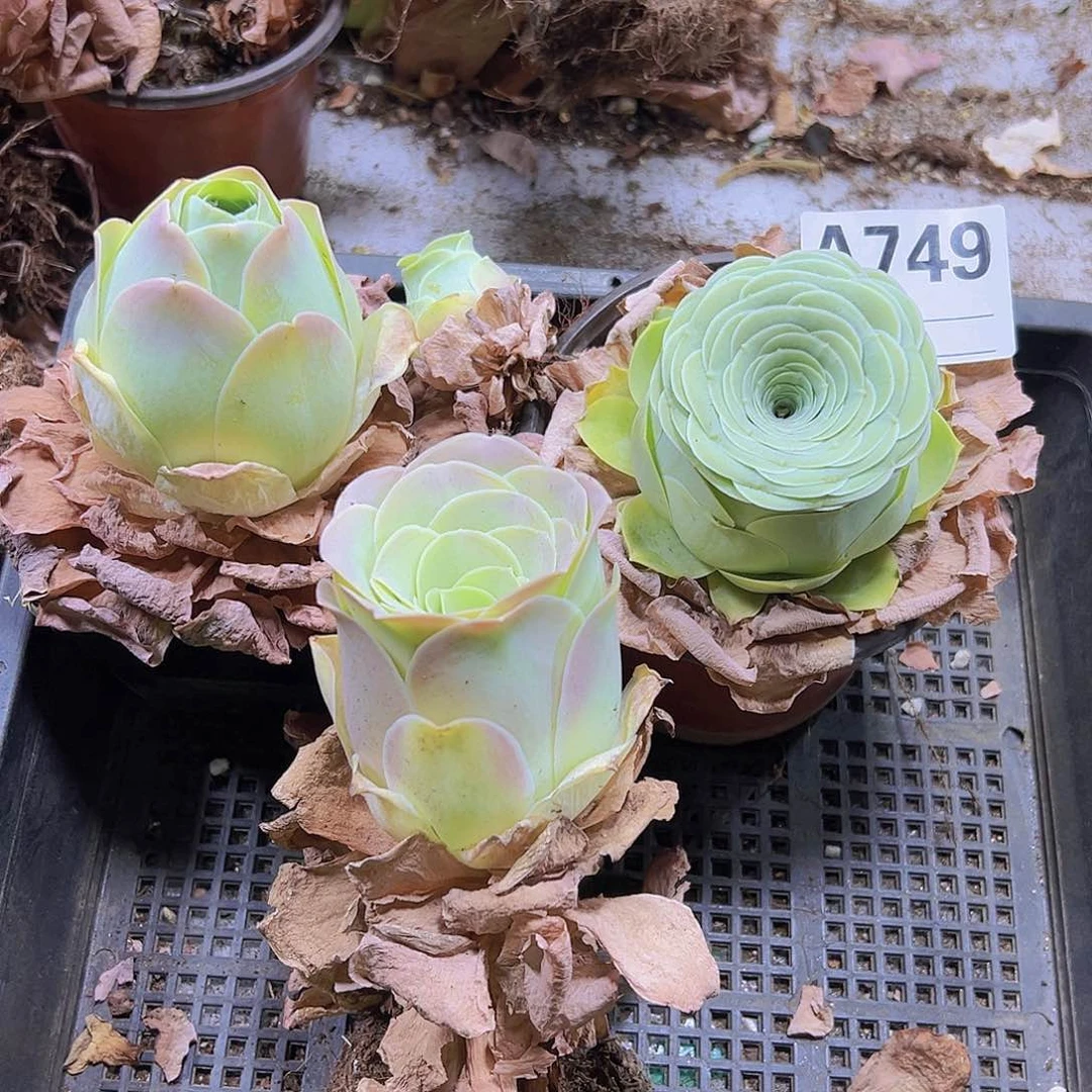 749一物一拍一框玫瑰