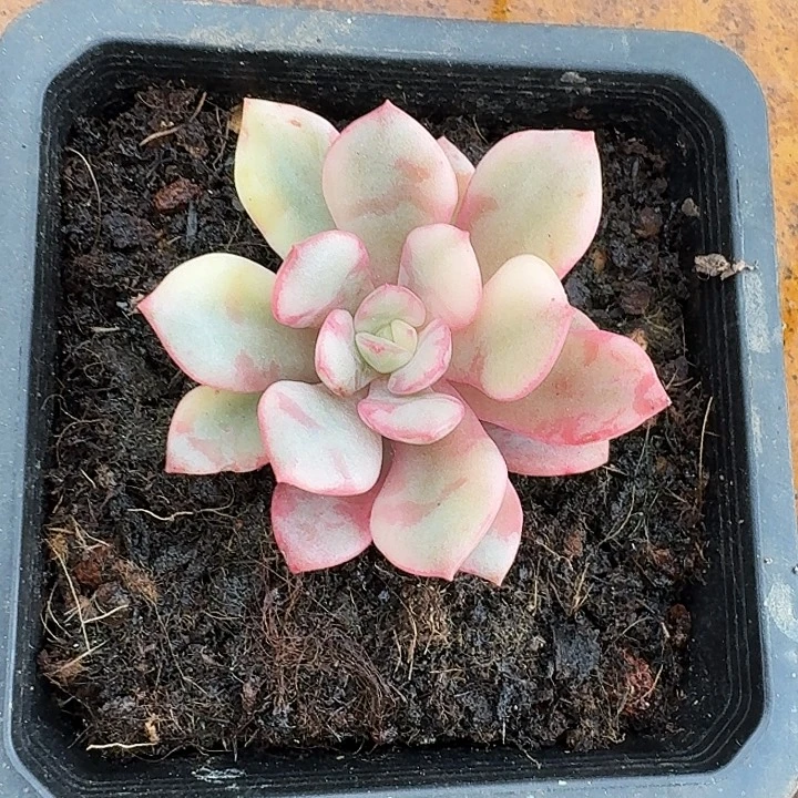 花旦锦一物一拍好看