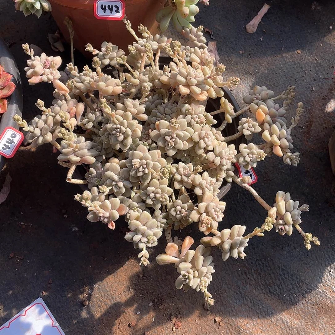 443姬秋丽 一物一拍多肉