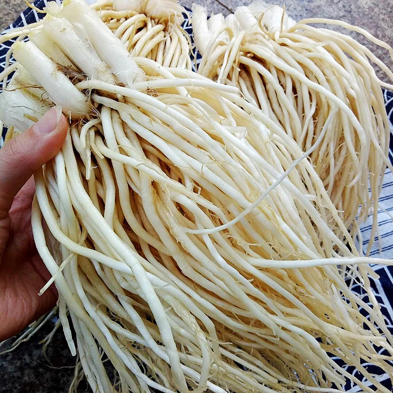 云南德宏芒市苤菜根