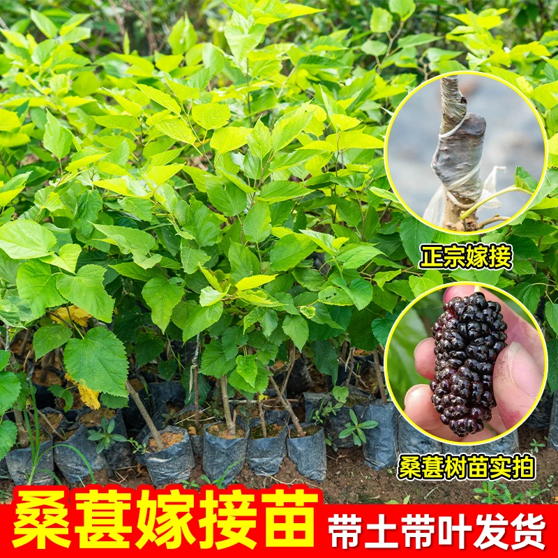 【直播专享】桑葚盆栽树苗四季桑树养蚕新鲜食用桑叶阳台盆栽地栽苗