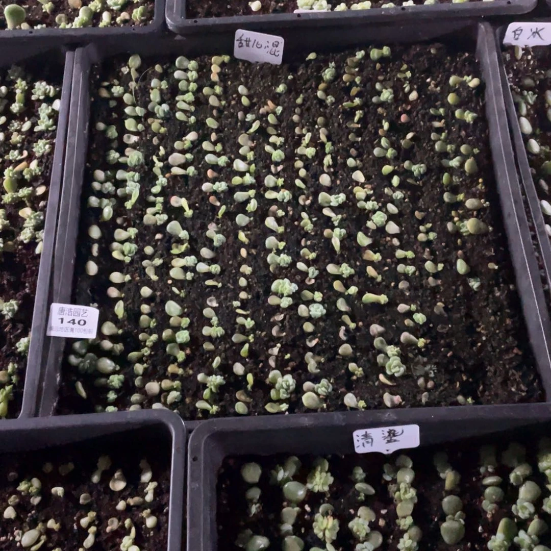 呀***！甜心混一物一拍140