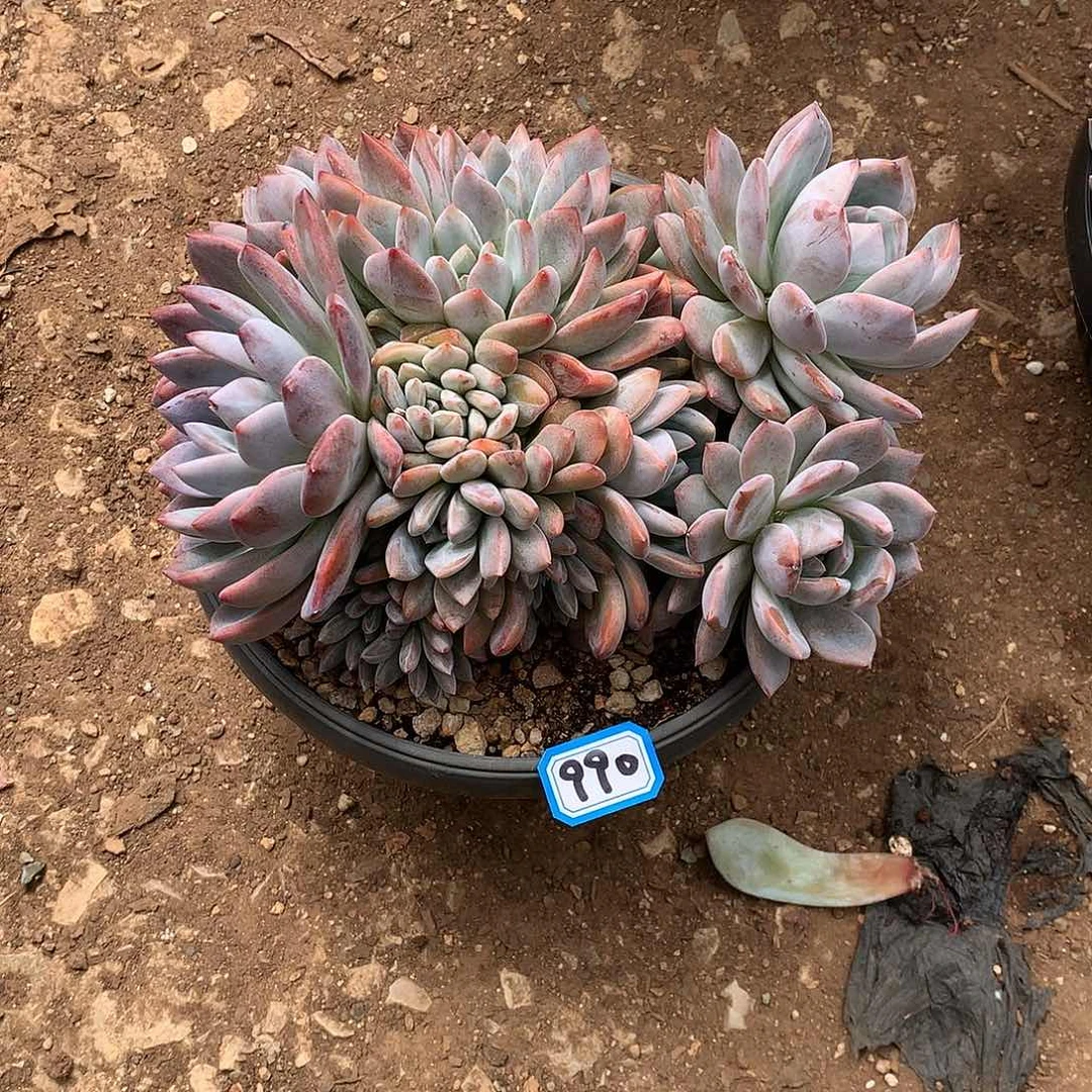 990橙子 一物一拍多肉