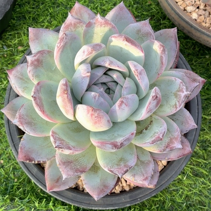 多肉植物 紫卡一物一拍-4