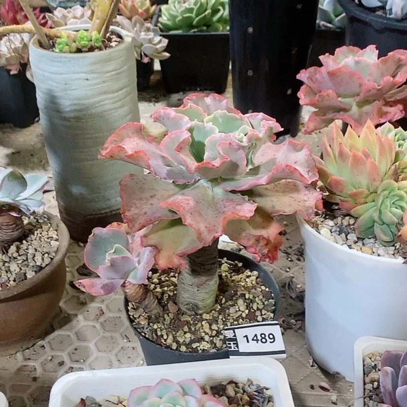 【闪购商品】高砂1489