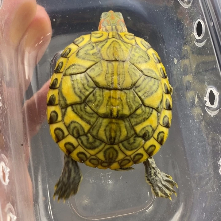 巴西彩龟母66666666