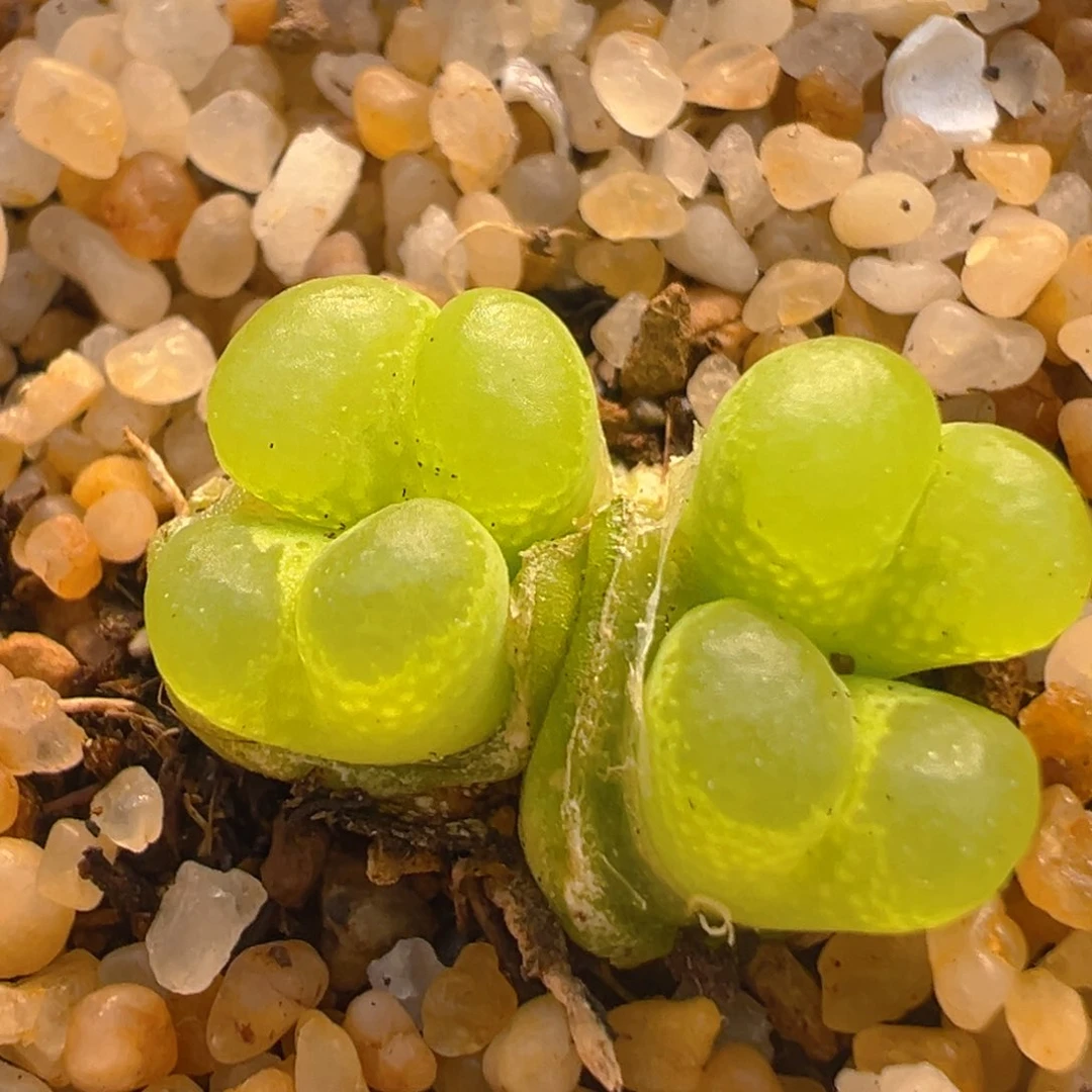 2109多肉植物百科大眼睛1453.81