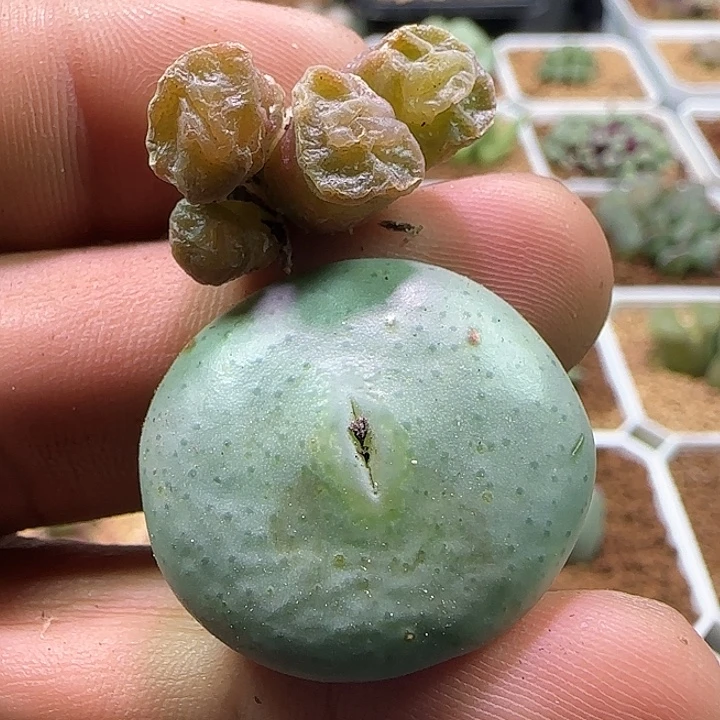 开播福利来啦啊。758