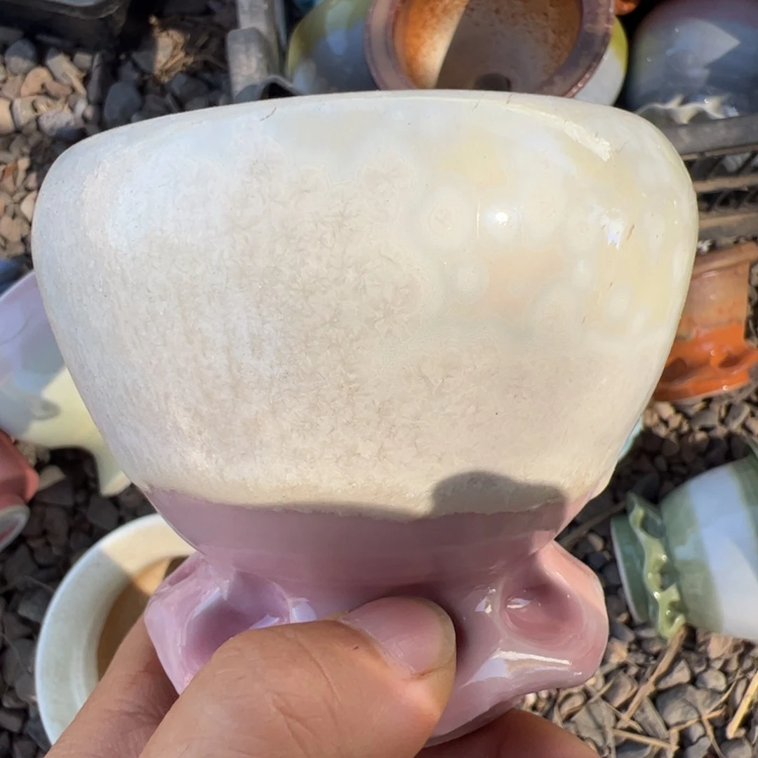 新疆包邮 小号粉章鱼
