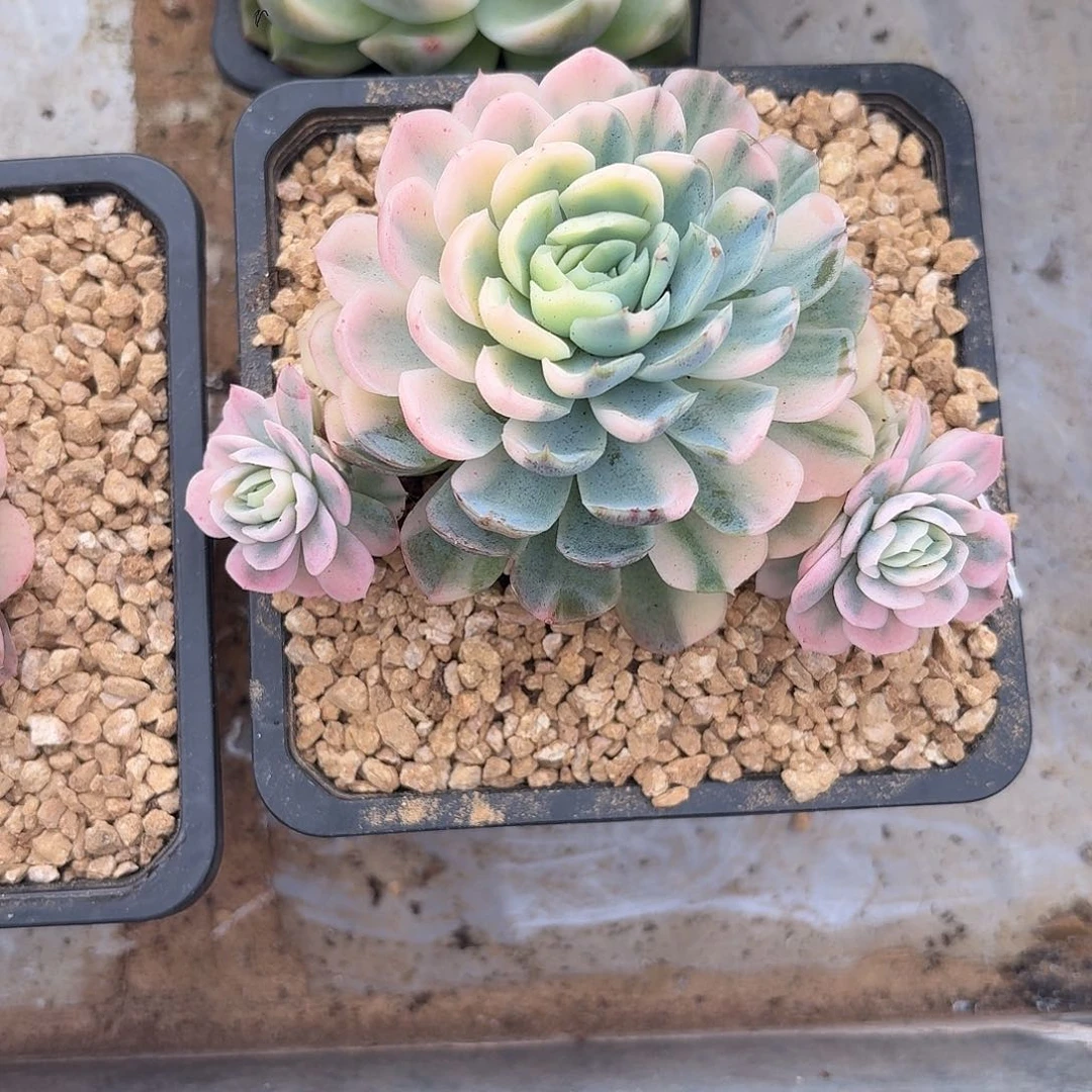 贝瑞花脸一物一拍