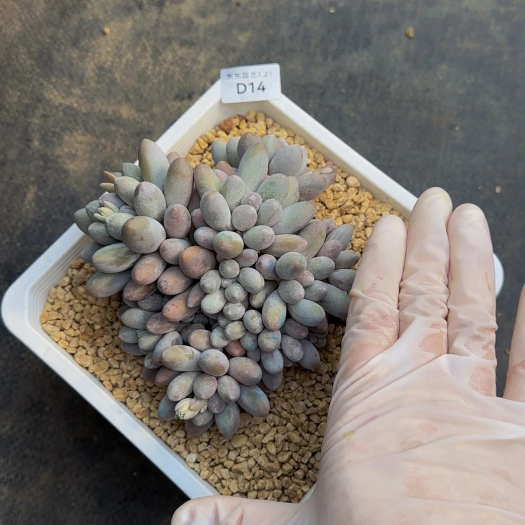 d d d d d d d d d d 14