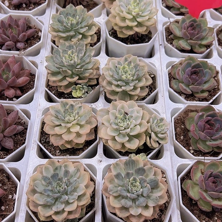 布偶锦19包邮多肉植物