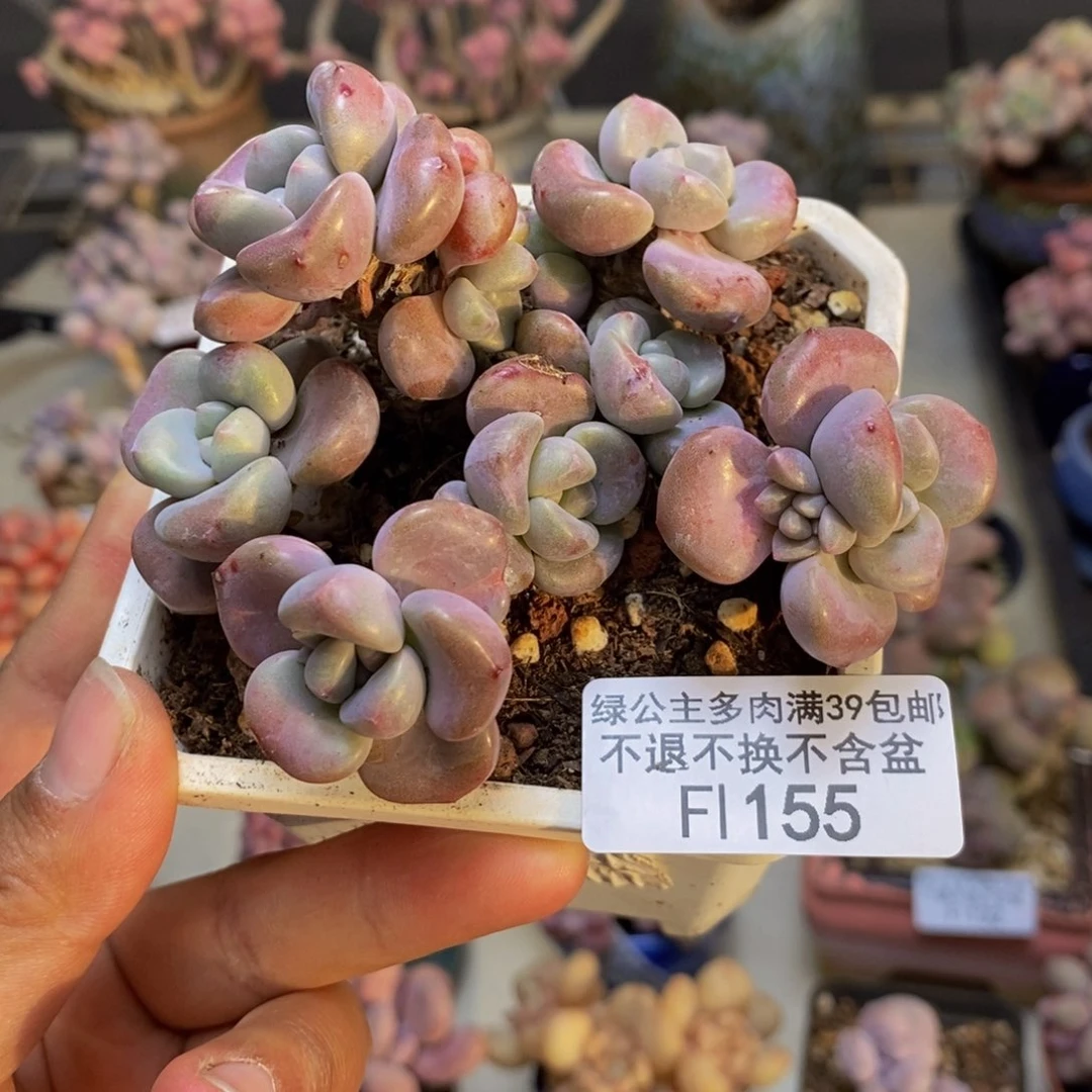155花斑鹿多肉7cm