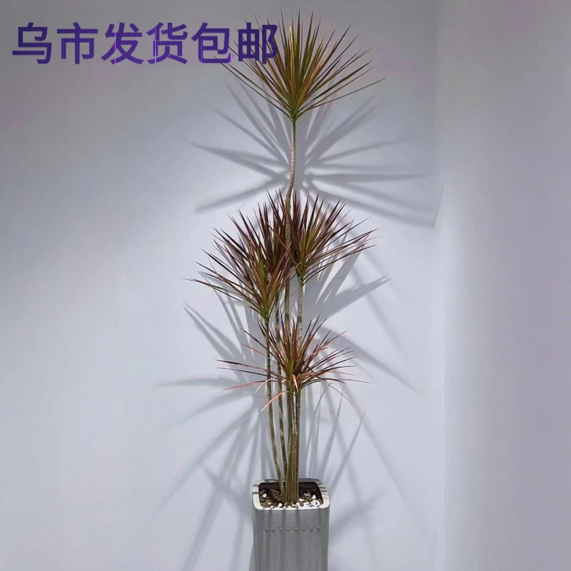 新疆西藏包邮彩铁千年木老桩绿植室内客厅盆栽造景大型花卉办公室