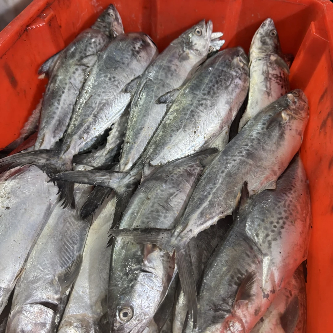 连云港发货扁马胶鱼 扁胶鱼 短脖到手6斤