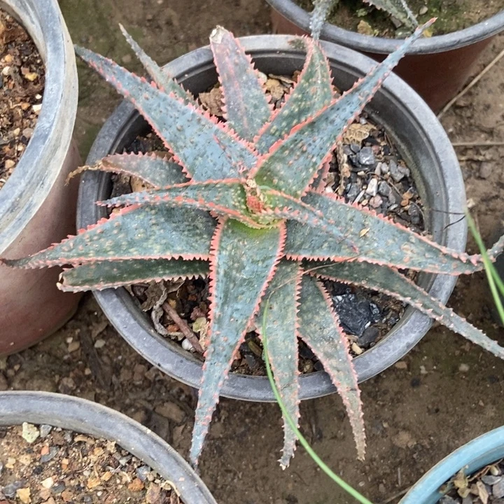 圣诞芦荟一棵叶片颜色漂亮