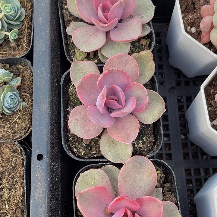 紫珍妮带哦土发货