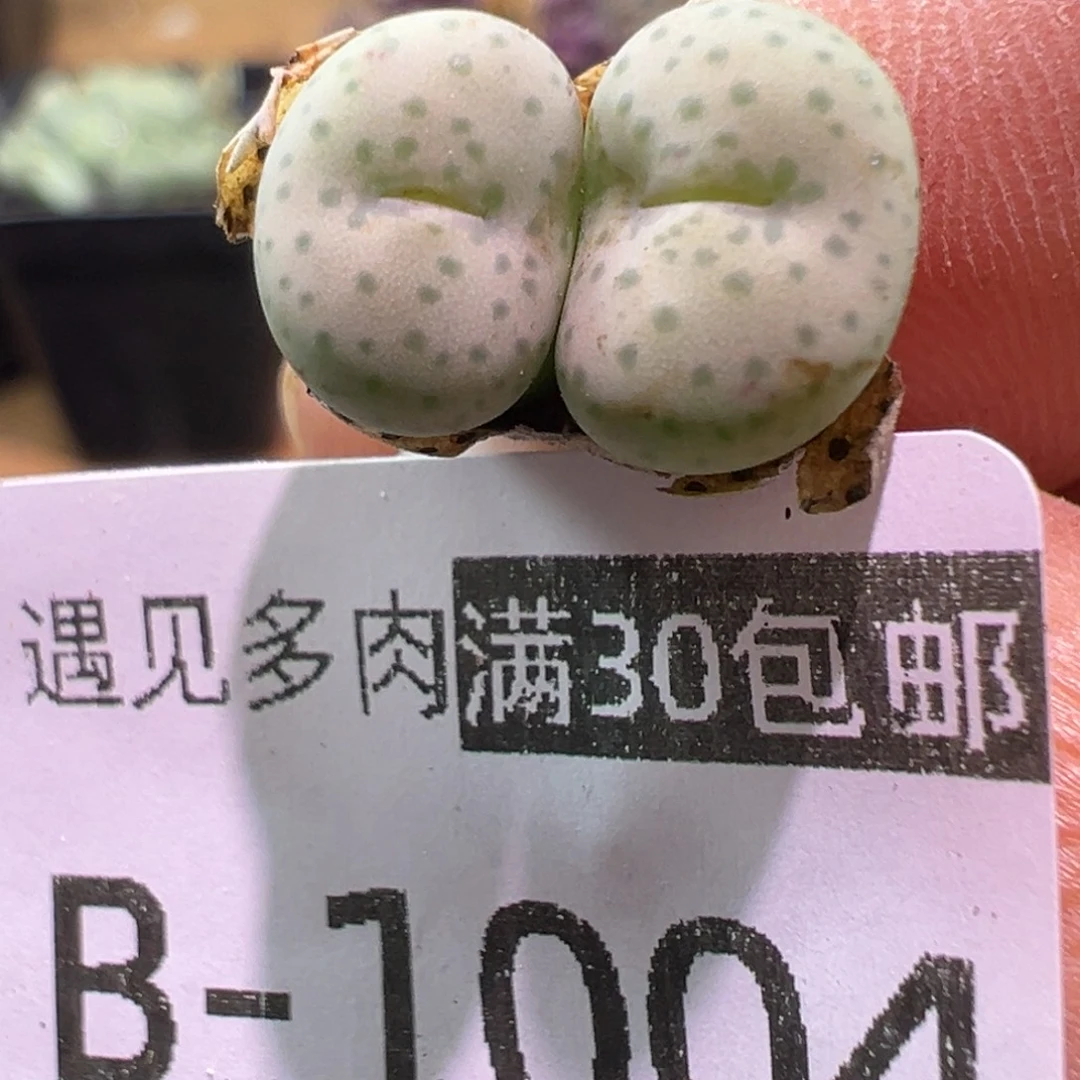 多肉植物1111111111111111111