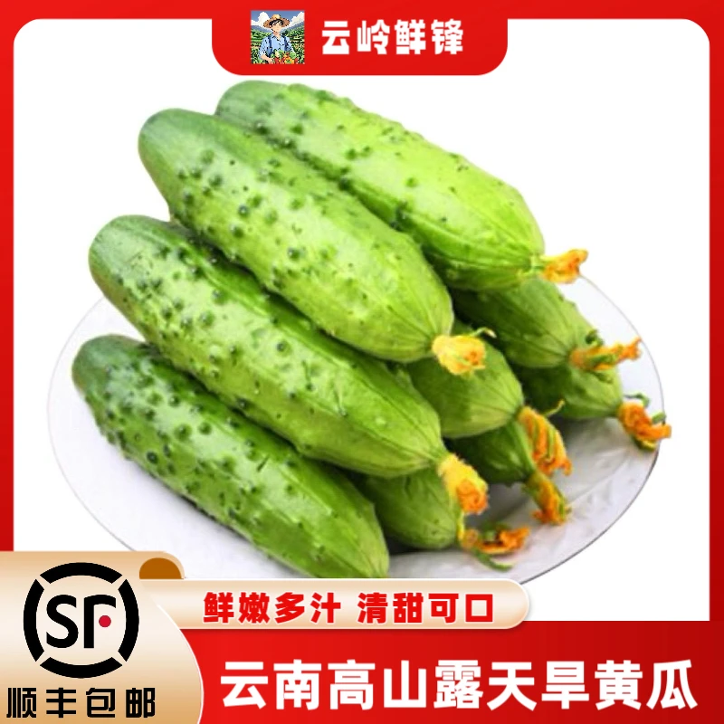 顺丰包邮云南新鲜旱黄瓜水果黄瓜小黄瓜青瓜现摘黄瓜蔬菜绿色黄瓜