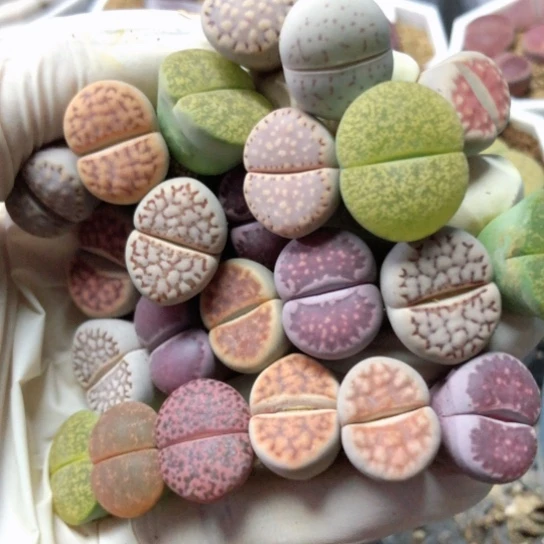 7301，优选23棵1.7厘米左右母本