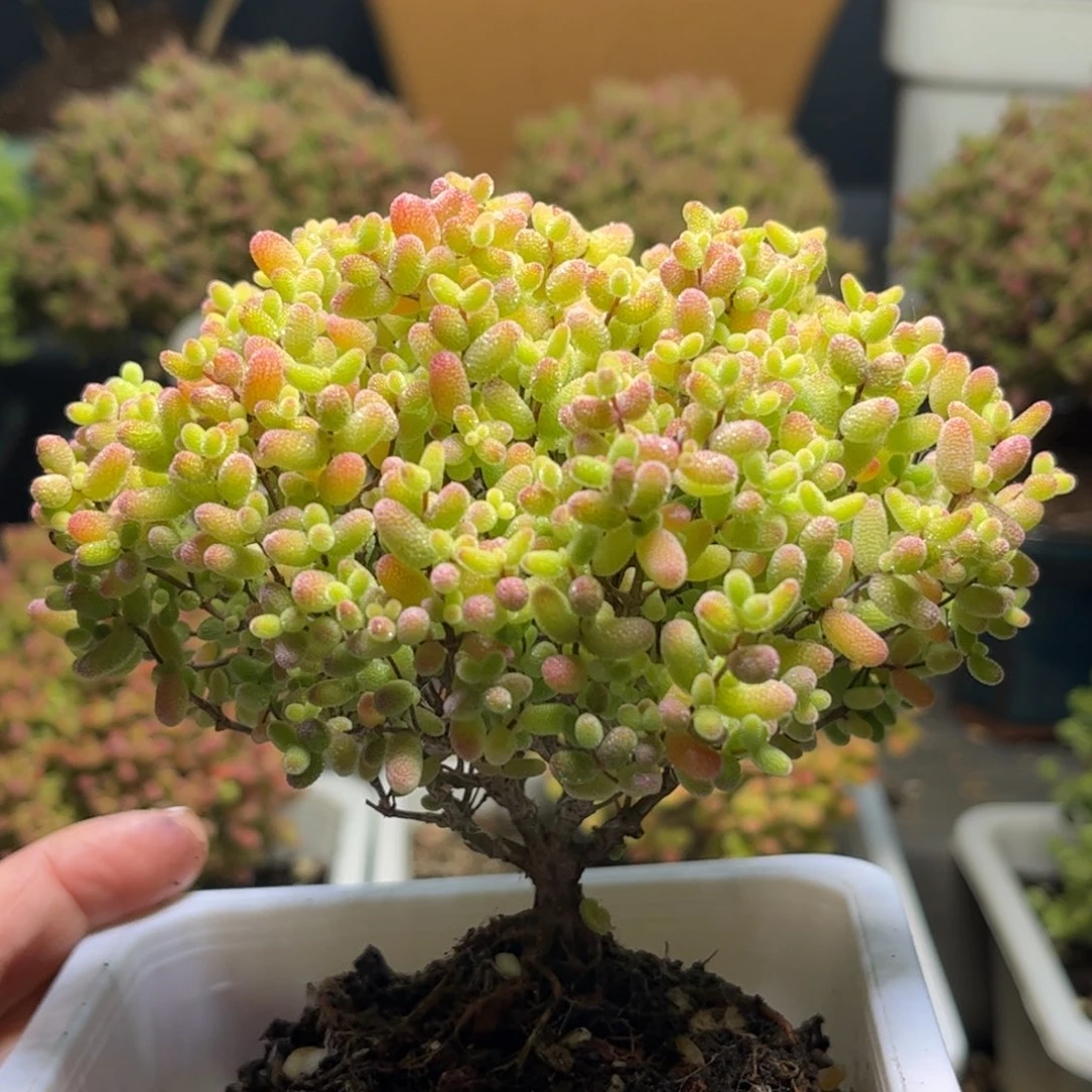 32蜜桔糖球优选枝干
