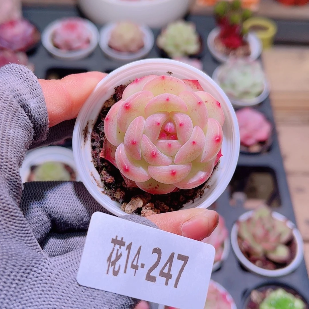 花14-247新品单头