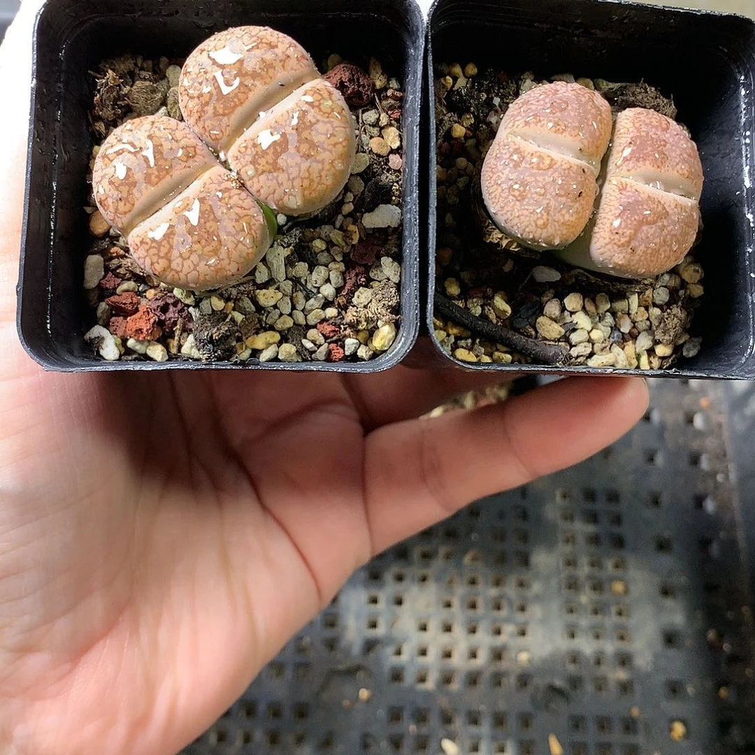 K164多肉植物保护