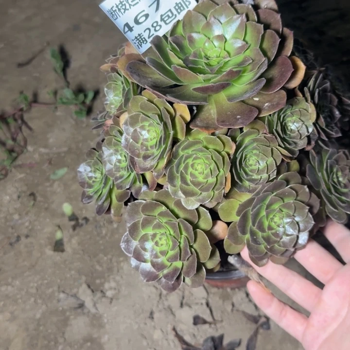 4676红心沙拉碗二号棚K