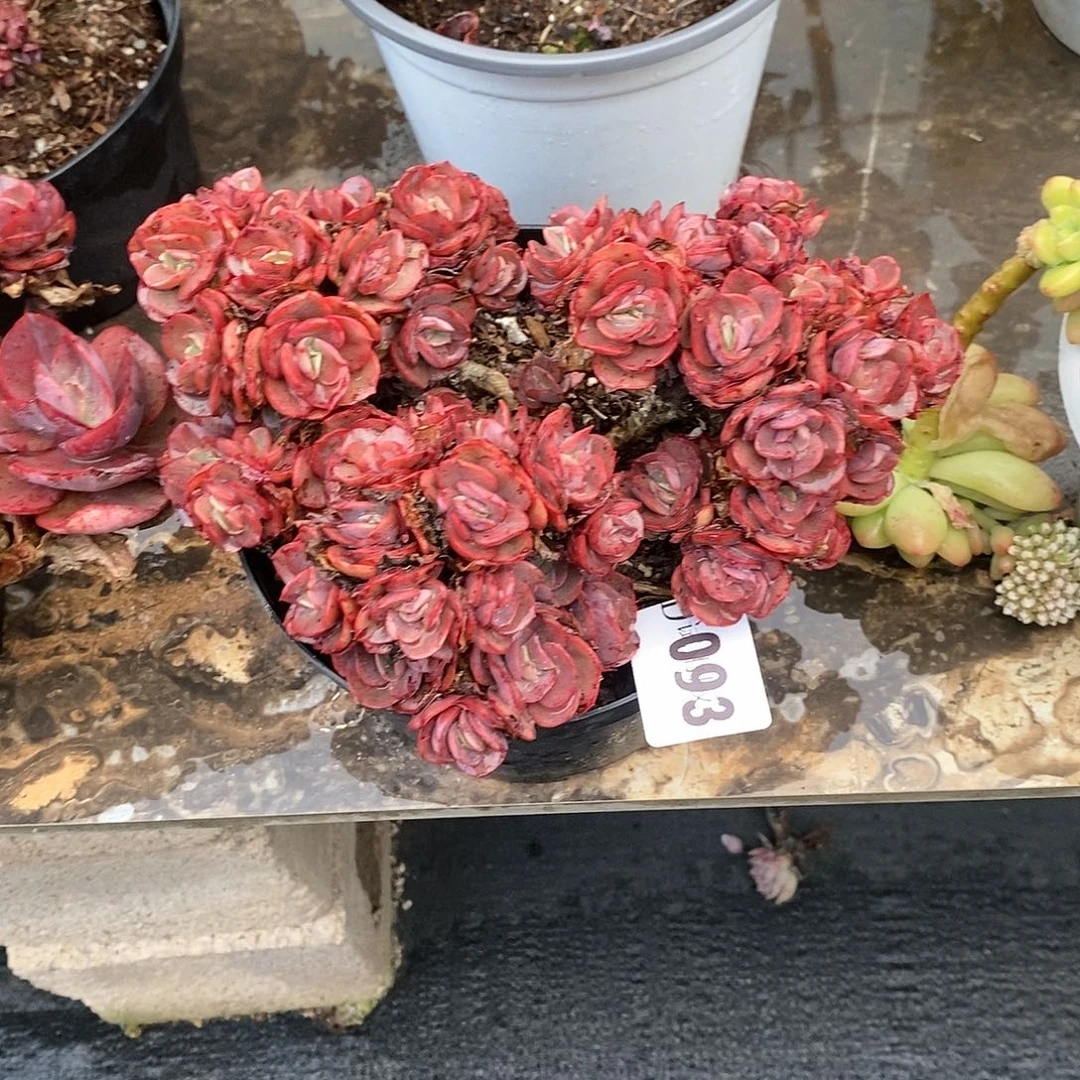 平***?093秀妍多肉植物