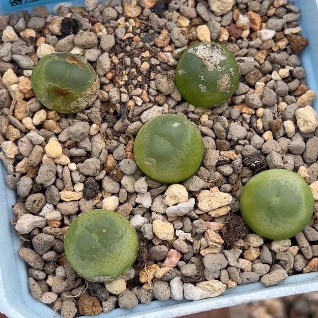 7716日系拉登五颗