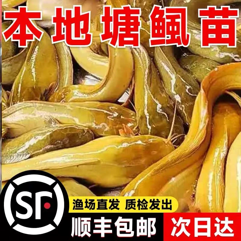 【顺丰包邮】本地塘角鱼塘鲺鱼滑鱼胡子鲶三黄塘角鱼淡水养殖