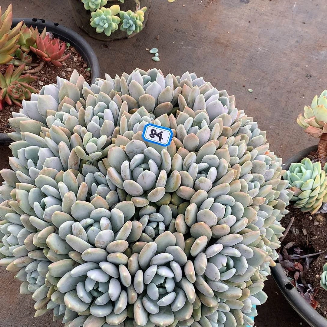 84胖美人一物一拍