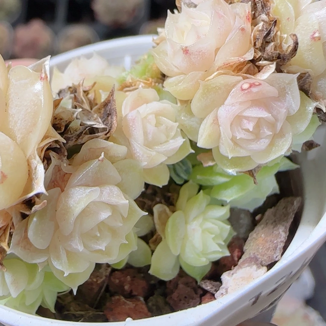 花语多肉1223-75散