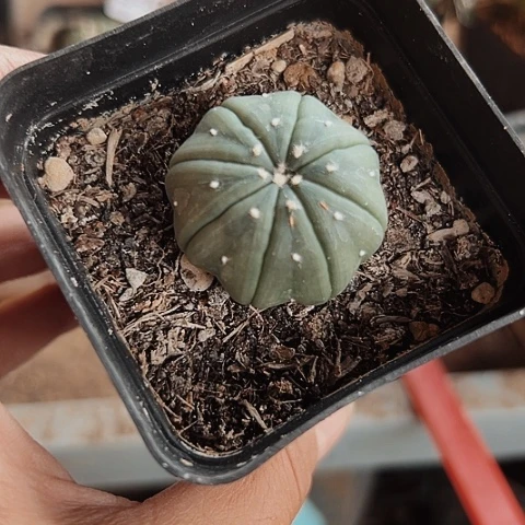 498仙人球实生特价